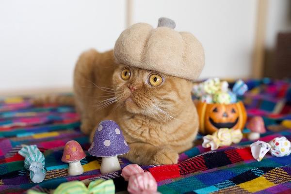 各位貓奴有無在 Instagram Follow 過 rojiman？ 有日本攝影師山崎亮將家中三隻小貓梳掉的貓毛製成帽子，上載到社交網站后大受歡迎。而在今次的貓咪休假寫真展都會登場！ （圖：roji