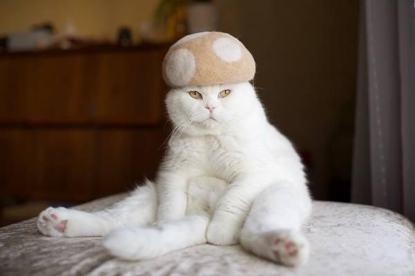 蘑菇的貓毛帽子好得意好溫暖啊！寫真展會有更多可愛的相片！ （圖：rojiman @Instagram）