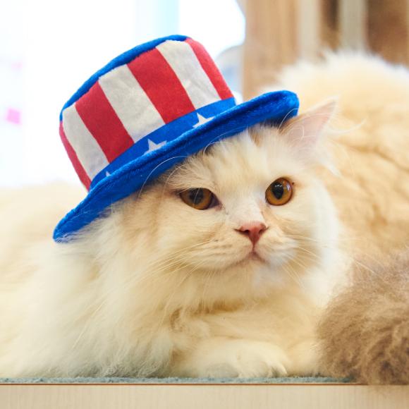 美國主題貓咪頭套