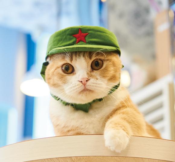 中國主題貓咪頭套