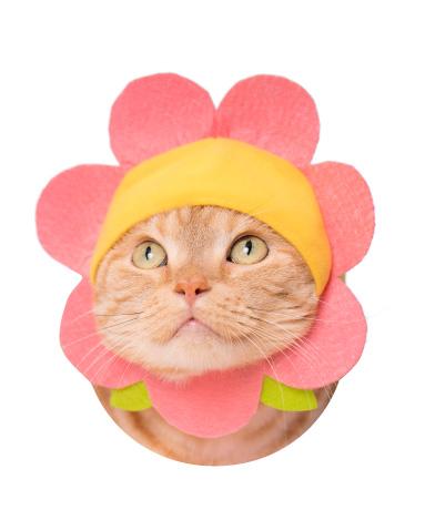 幫主子買定春裝！ 日本貓帽系列 超搶眼花花主題頭套