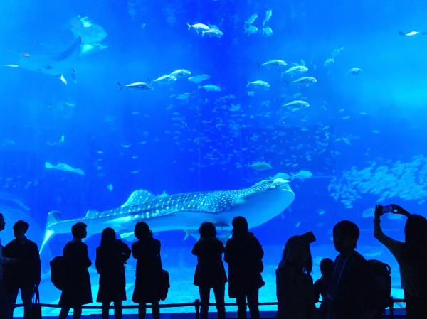 沖繩縣也是香港人旅遊熱點，大家都會去探吓明星鯨鯊。（相：mopyfish@IG）