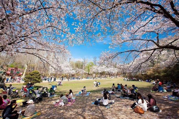 首爾兒童大公園內有大片草地，可以邊野餐，邊賞櫻。（圖：seoul_official）