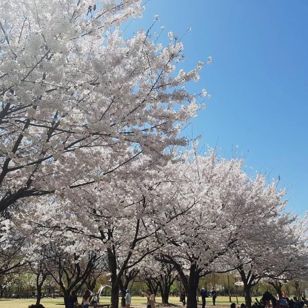 每棵櫻花樹樹冠都很大，拍照特別美。（圖：syefg @IG）