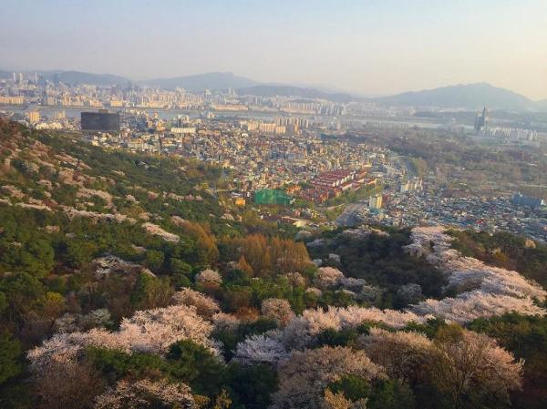 每到櫻花季，南山山坡就會出現一團團粉紅雲霧。（圖：eunhyekim121 @IG）