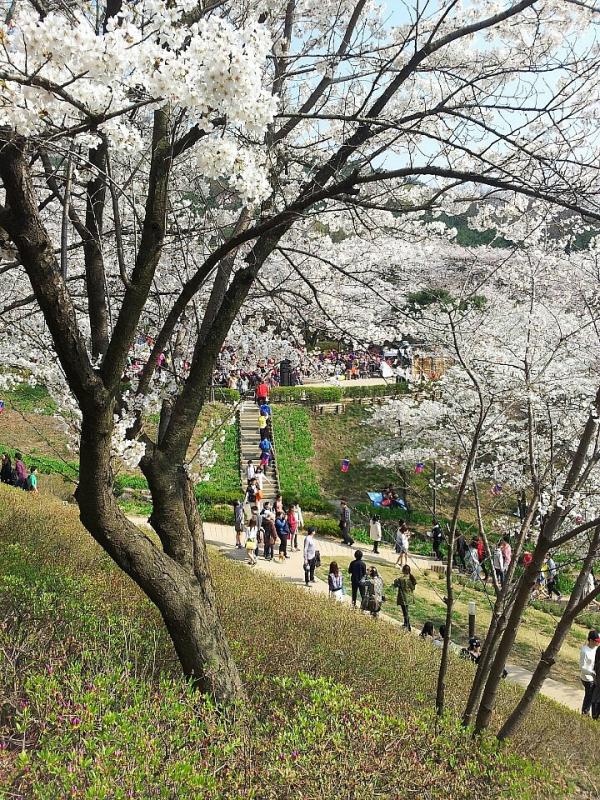 櫻花樹遍佈鞍山公園山坡上。（圖：tony1281 @Naver Blog）