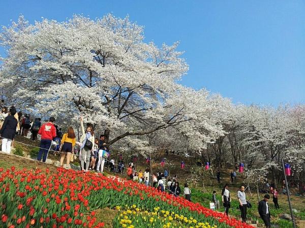不但有櫻花，還可以同時觀賞鬱金香。（圖：tony1281 @Naver Blog）