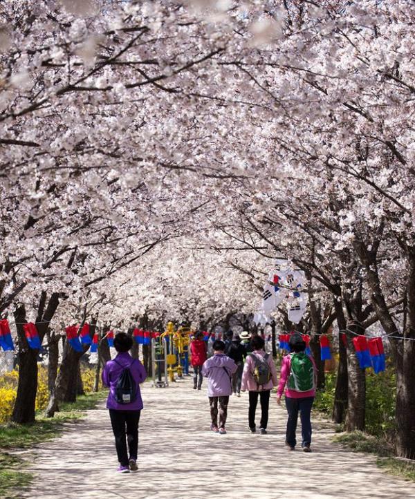 日間漫步櫻花樹下，也是一大樂事。（圖：hagioskim @Naver Blog）