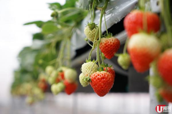 特大的滑雪道，減低碰撞機會，最啱滑雪新手。