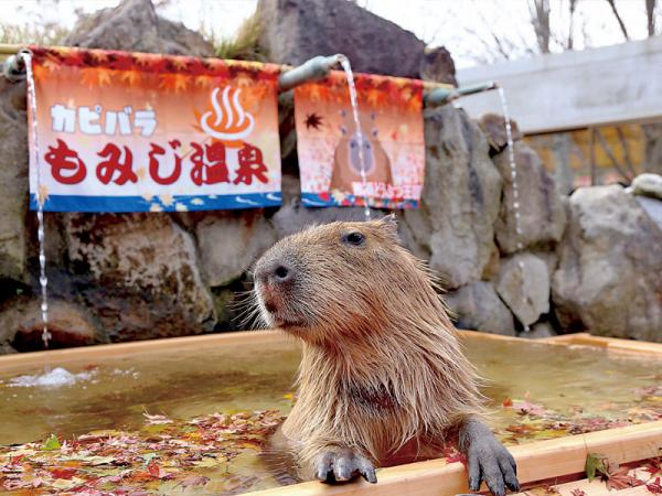 第1位 ：靜岡縣 熱海溫泉有美麗海灣的熱海市，只需由東京坐 35 分鐘新幹線即達，特別受年輕人歡迎，較往年增長約 1.4 倍。