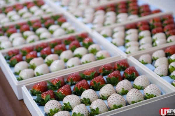 半隻腳踏入士多啤梨包裝工場，已經聞到陣陣甜香。 