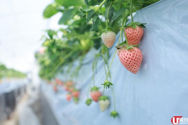 半隻腳踏入士多啤梨包裝工場，已經聞到陣陣甜香。 