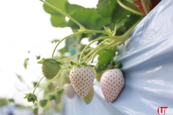 半隻腳踏入士多啤梨包裝工場，已經聞到陣陣甜香。 