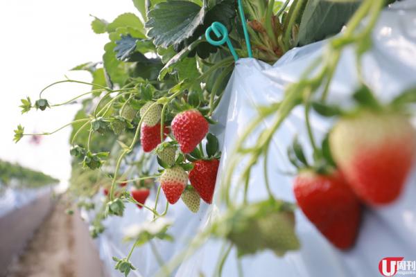 半隻腳踏入士多啤梨包裝工場，已經聞到陣陣甜香。 