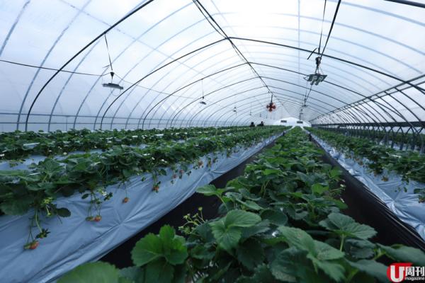 半隻腳踏入士多啤梨包裝工場，已經聞到陣陣甜香。 