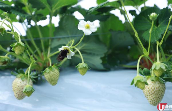 半隻腳踏入士多啤梨包裝工場，已經聞到陣陣甜香。 