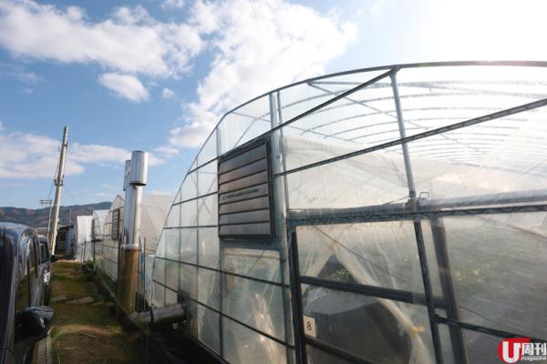 半隻腳踏入士多啤梨包裝工場，已經聞到陣陣甜香。 