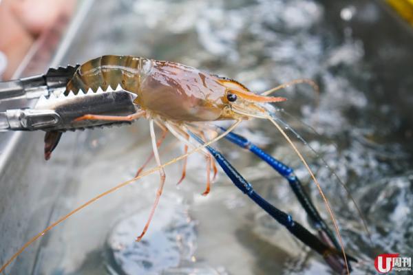 夾~夾~夾~ 所有食材全由客人自助任取。