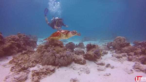 玩水：船潛玻璃水搵海龜