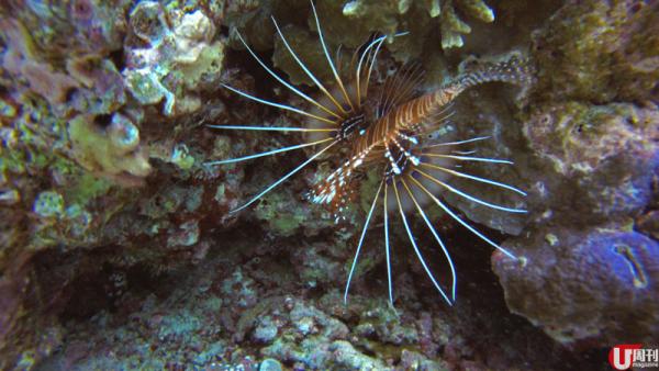 玩水：船潛玻璃水搵海龜