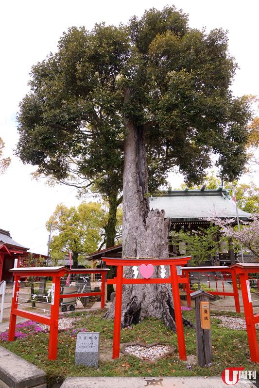 粉紅色、心心形的戀木神社，是日本唯一戀愛專門神社，人人都來求戀愛姻緣。
