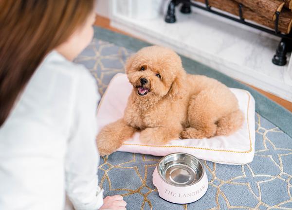 20大寵物友善．可帶貓狗入住酒店合集 麗思卡爾頓酒店（The Ritz-Carlton Hong Kong）  【THE PAWFECT STAY 寵物住宿體驗】