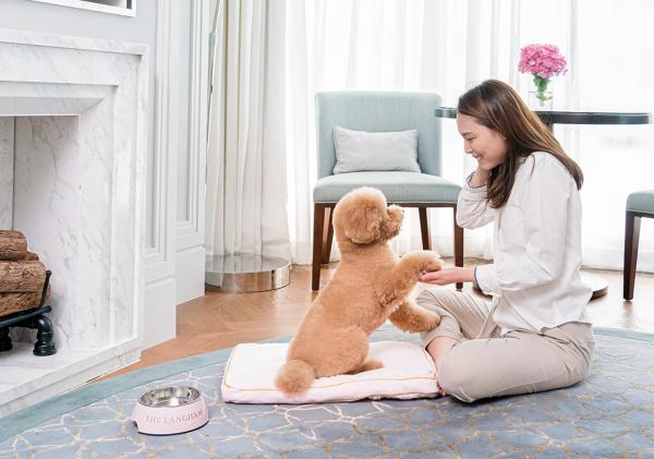 20大寵物友善．可帶貓狗入住酒店合集 麗思卡爾頓酒店（The Ritz-Carlton Hong Kong）  【THE PAWFECT STAY 寵物住宿體驗】