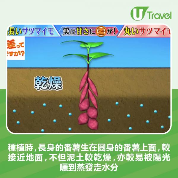 種植時，長身的番薯生在圓身的番薯上面，較接近地面，不但泥土較乾燥，亦較易被陽光曬到蒸發走水分。