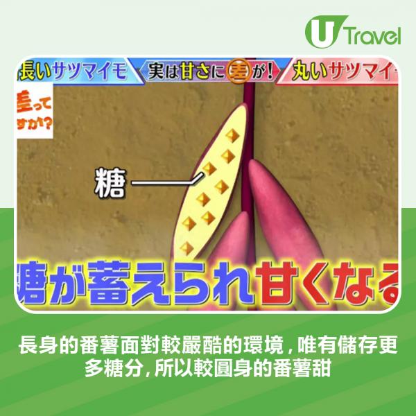 種植時，長身的番薯生在圓身的番薯上面，較接近地面，不但泥土較乾燥，亦較易被陽光曬到蒸發走水分。