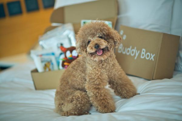 20大寵物友善．可帶貓狗入住酒店合集 麗思卡爾頓酒店（The Ritz-Carlton Hong Kong）  【THE PAWFECT STAY 寵物住宿體驗】