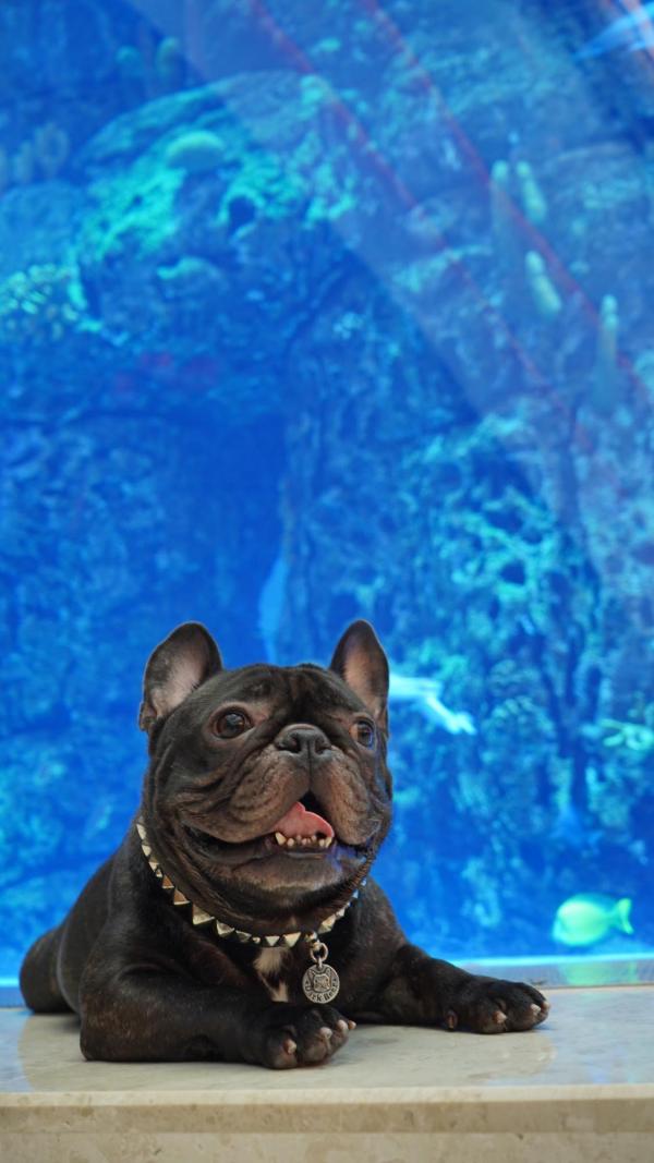 20大寵物友善．可帶貓狗入住酒店合集 麗思卡爾頓酒店（The Ritz-Carlton Hong Kong）  【THE PAWFECT STAY 寵物住宿體驗】