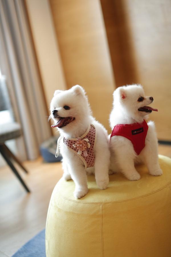20大寵物友善．可帶貓狗入住酒店合集 麗思卡爾頓酒店（The Ritz-Carlton Hong Kong）  【THE PAWFECT STAY 寵物住宿體驗】