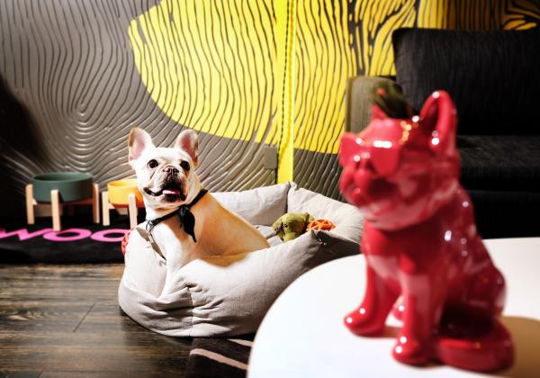 20大寵物友善．可帶貓狗入住酒店合集 麗思卡爾頓酒店（The Ritz-Carlton Hong Kong）  【THE PAWFECT STAY 寵物住宿體驗】