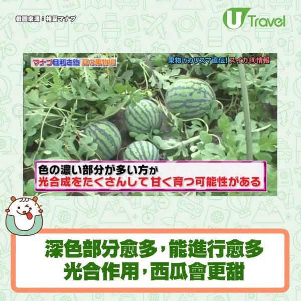 1.首先將西瓜放穩，切走頂部和底部。西瓜的上下各切走約1cm。