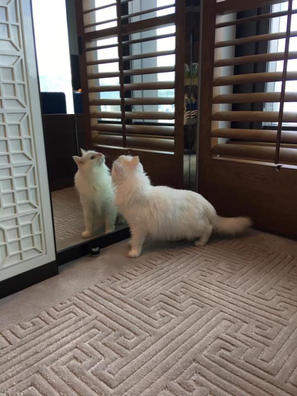 Rosewood 瑰麗酒店入住全攻略！