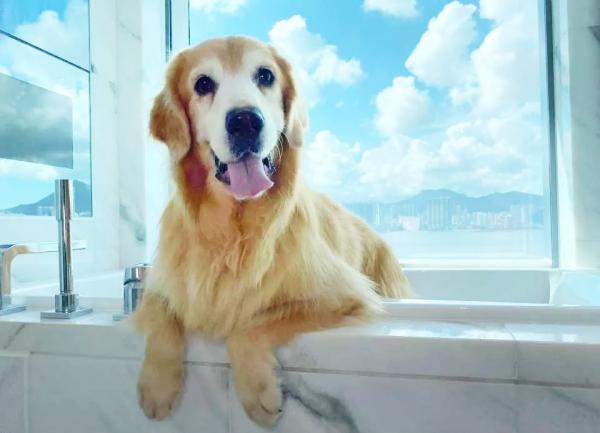 北角維港凱悅尚萃酒店 Hyatt Centric Staycation優惠 每人$606包早+自助午餐 歎維港景色Infinity Pool！標準大床房