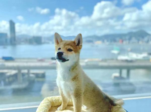 北角維港凱悅尚萃酒店 Hyatt Centric Staycation優惠 每人$606包早+自助午餐 歎維港景色Infinity Pool！標準大床房