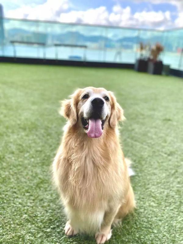 北角維港凱悅尚萃酒店 Hyatt Centric Staycation優惠 每人$606包早+自助午餐 歎維港景色Infinity Pool！標準大床房