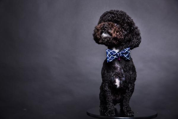 北角維港凱悅尚萃酒店 Hyatt Centric Staycation優惠 每人$606包早+自助午餐 歎維港景色Infinity Pool！標準大床房