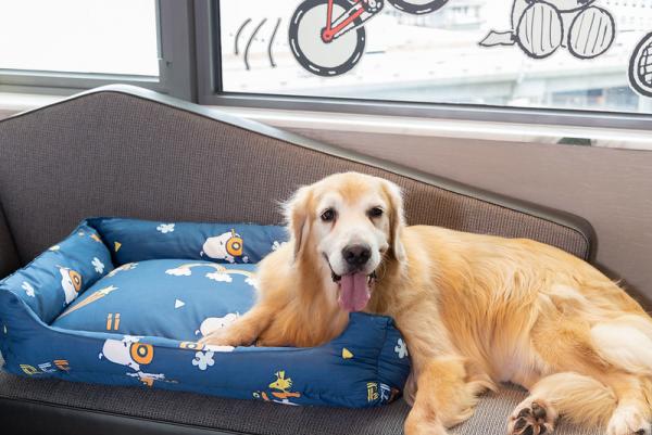 20大寵物友善．可帶貓狗入住酒店合集 麗思卡爾頓酒店（The Ritz-Carlton Hong Kong）  【THE PAWFECT STAY 寵物住宿體驗】