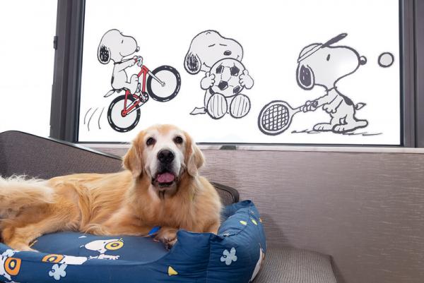 20大寵物友善．可帶貓狗入住酒店合集 麗思卡爾頓酒店（The Ritz-Carlton Hong Kong）  【THE PAWFECT STAY 寵物住宿體驗】