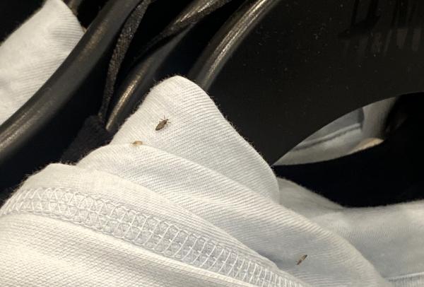 美國H&M員工爆店內衛衣有蝨！ 涉事店舖停業調查