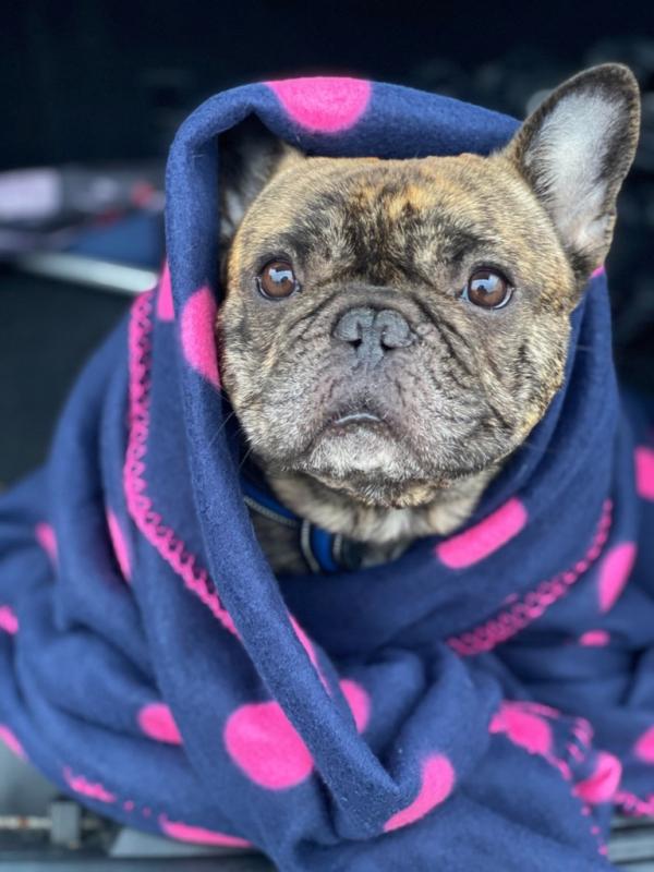 航空公司堅拒寵物出袋 3歲法鬥疑中暑焗死 主人怒告機組人員謀殺