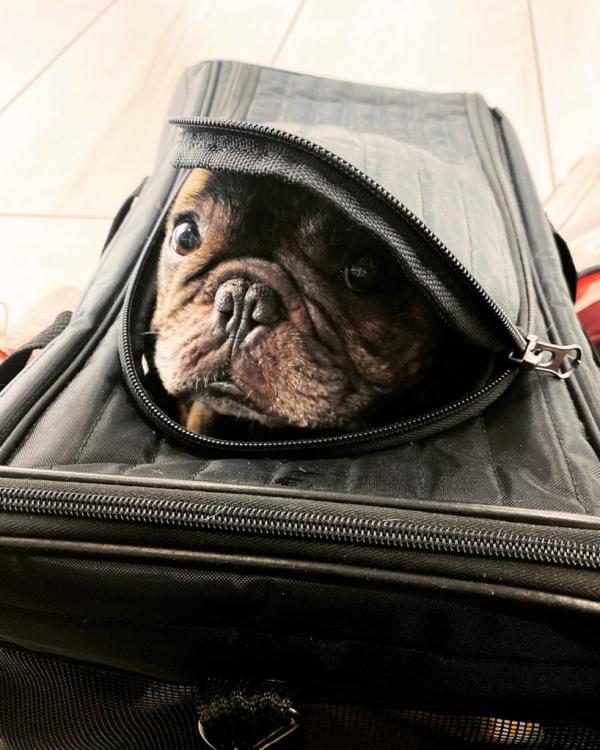 航空公司堅拒寵物出袋 3歲法鬥疑中暑焗死 主人怒告機組人員謀殺