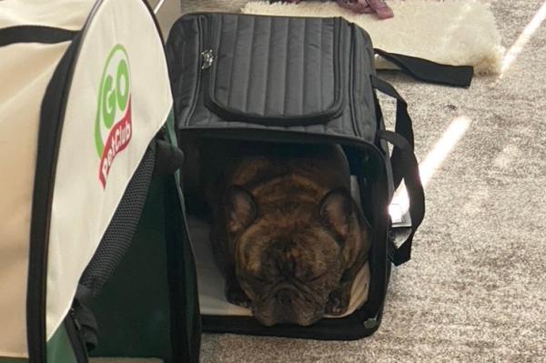 航空公司堅拒寵物出袋 3歲法鬥疑中暑焗死 主人怒告機組人員謀殺