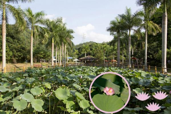 【虎年運程2022】雲文子12生肖行大運方位 本地遊行大運景點推介