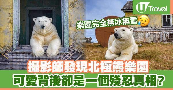 攝影師發現北極熊樂園 可愛背後卻是一個殘忍真相？