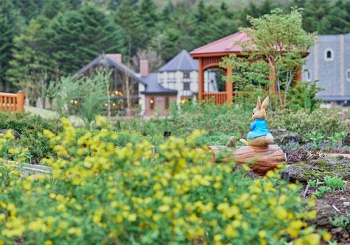 「彩虹花卉祭」今夏富士山河口湖開催 夢幻花海打卡一流！53萬呎逾8萬朵花盛開