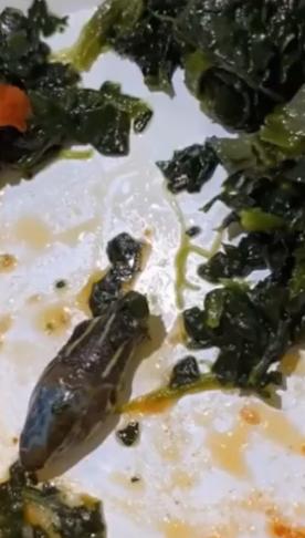 土耳其廉航飛機餐現完整蛇頭 供應商拒承認責任