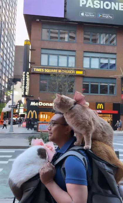 主人訓練貓星人外出一起「環遊世界」 扒在爸爸背上遊歷威尼斯、巴黎等地
